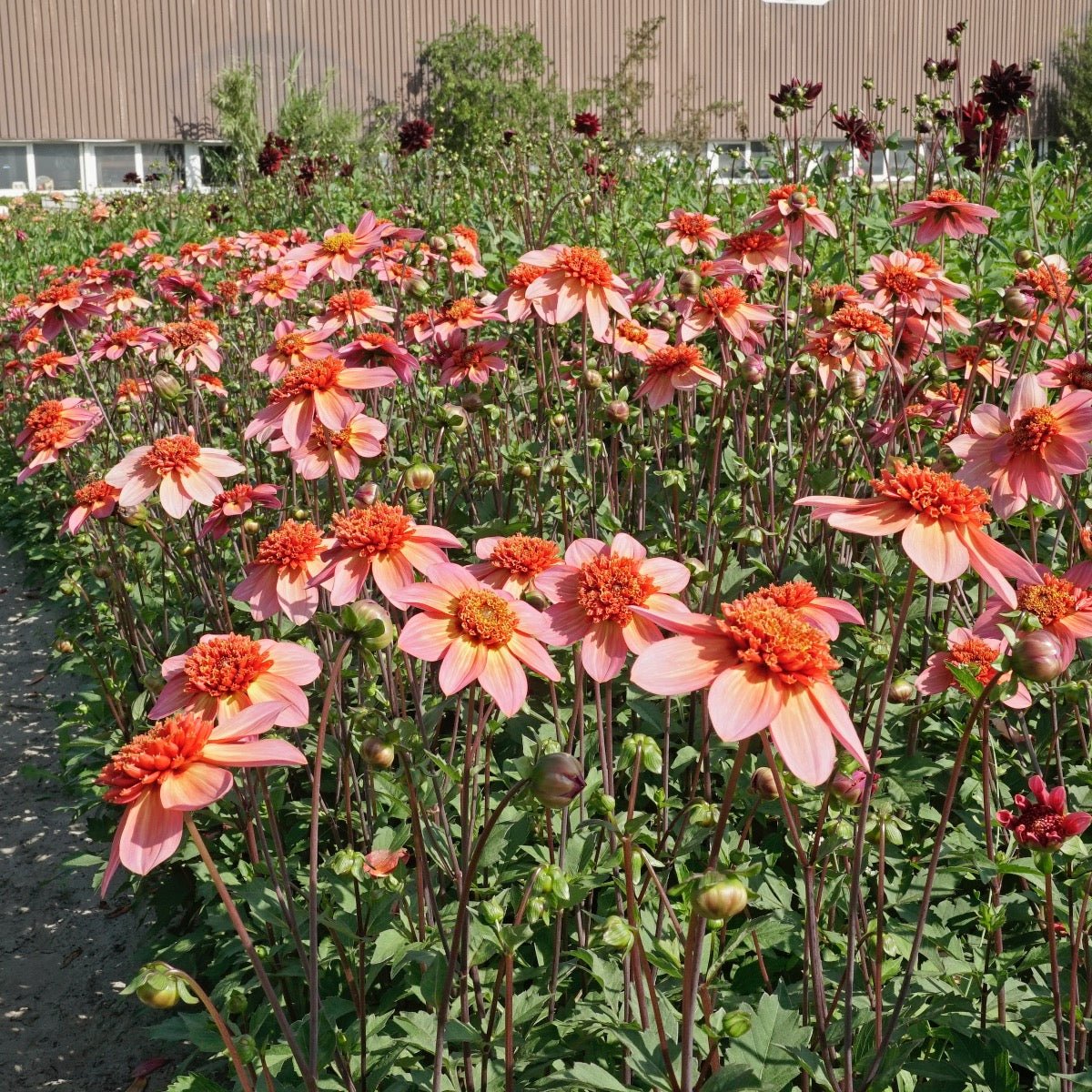 Dahlia Totally Tangerine - oranje dahlia - Fluwel