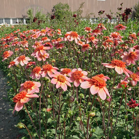 Dahlia Totally Tangerine - Dahlias - Fluwel