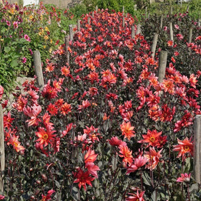 Dahlia Waltzing Mathilda - Dahlias - Fluwel