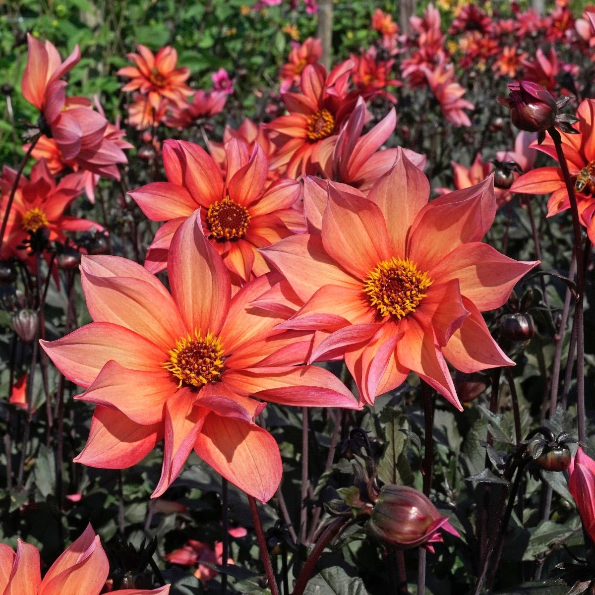 Dahlia Waltzing Mathilda - Dahlias - Fluwel