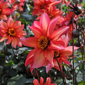 Dahlia Waltzing Mathilda - Dahlias - Fluwel
