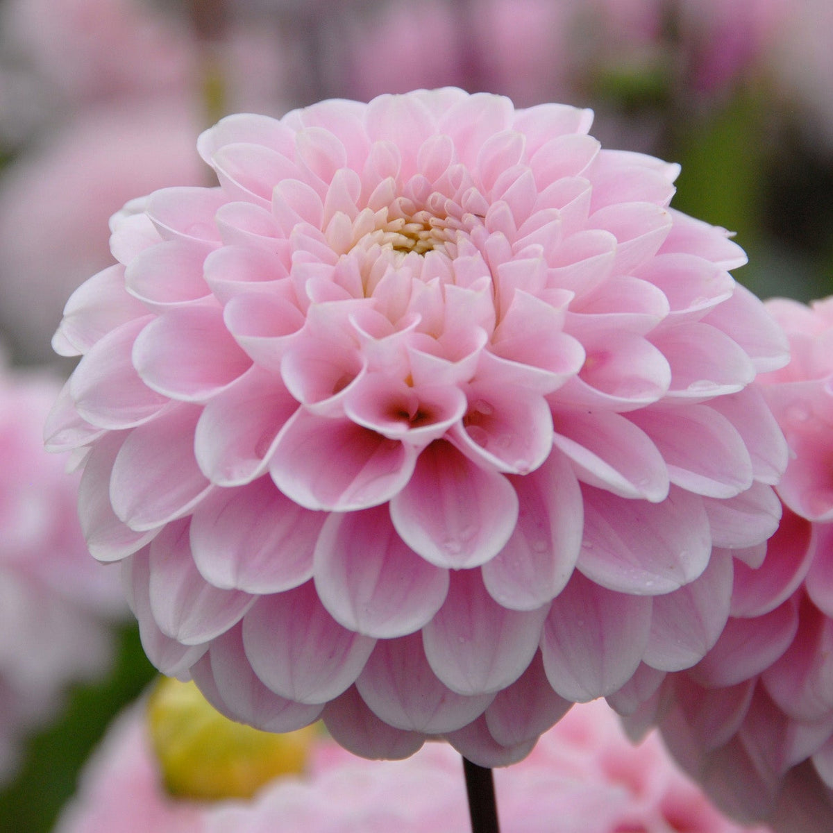 Dahlia Wizard of Oz - roze dahlia - Fluwel