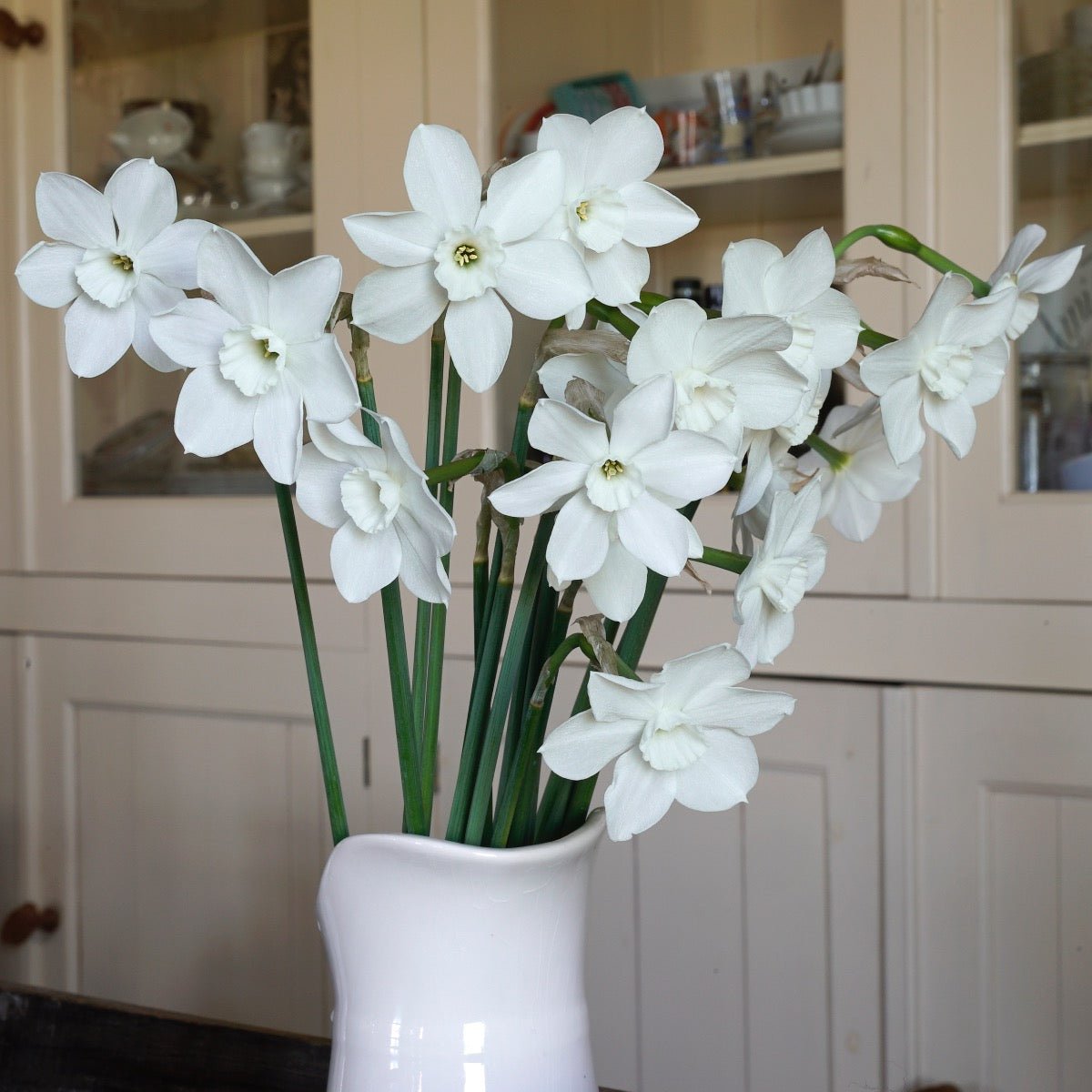 Dainty Miss - Narcissus - Fluwel
