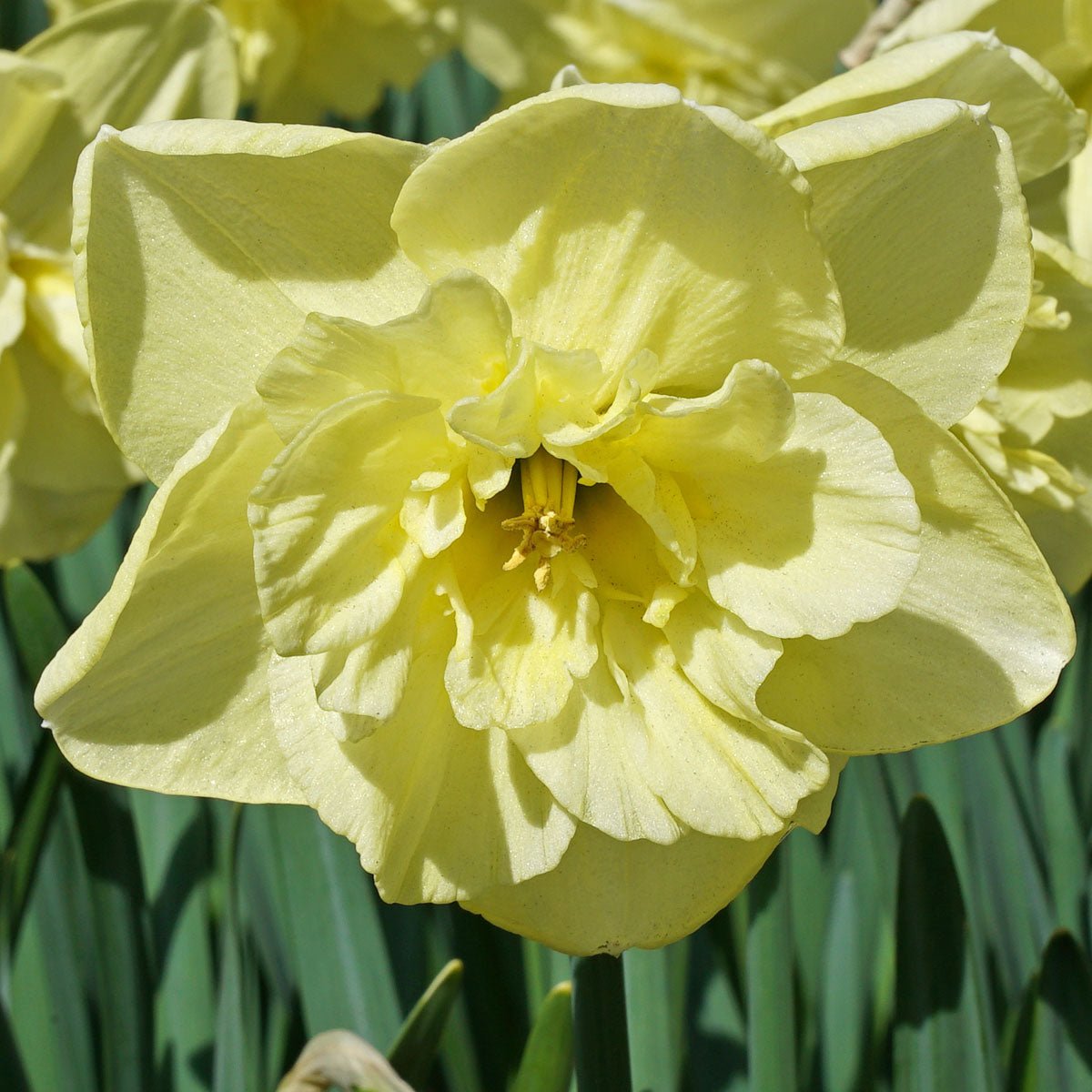 Dancing Moonlight - Narcissus - Fluwel