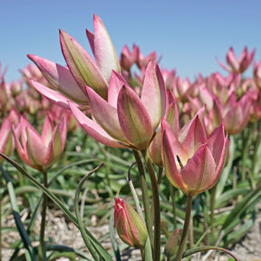 Danique - Tulips - Fluwel