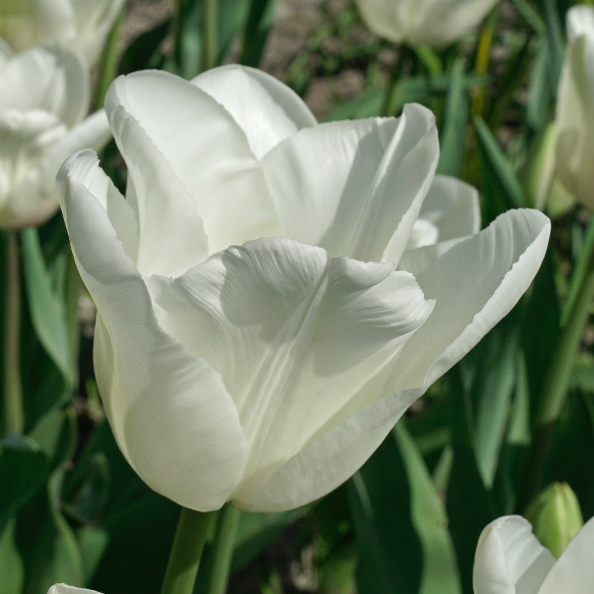 Darwisnow - Tulips - Fluwel