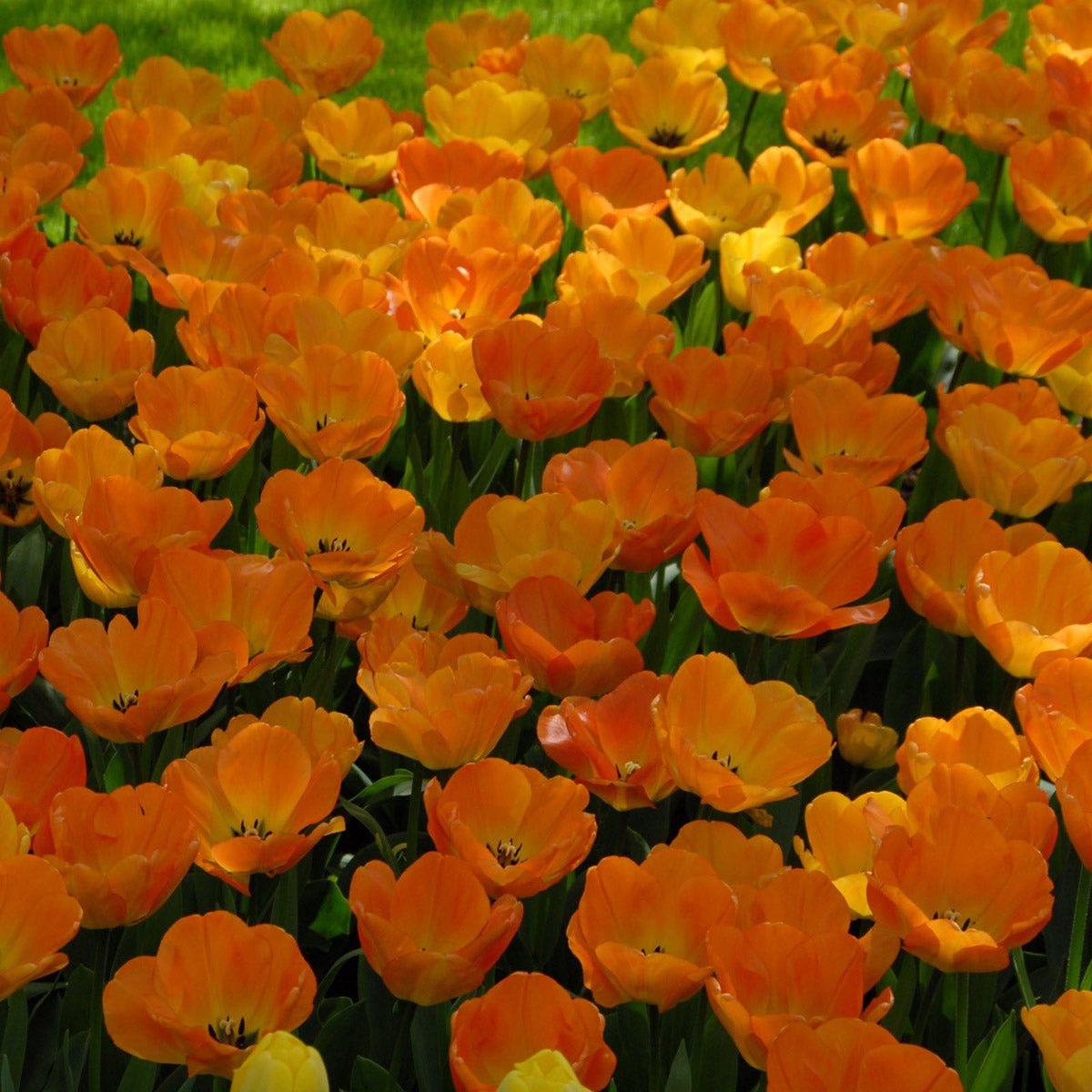Daydream - Tulips - Fluwel
