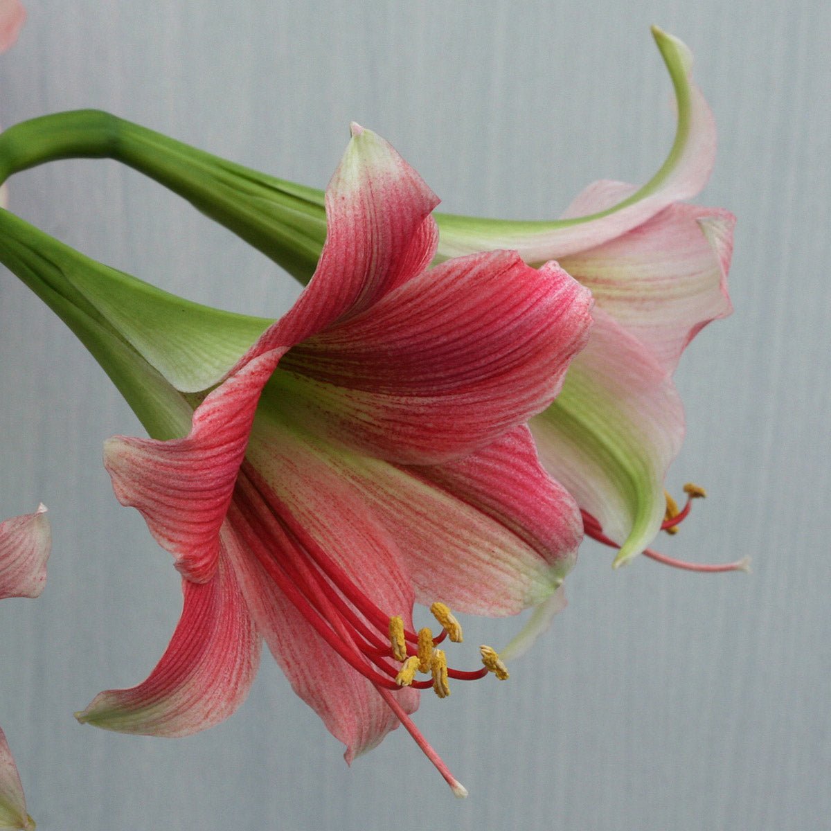 Amaryllis Misty - roze amaryllis - Fluwel
