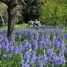 Camassia leichtlinii Blue Danube