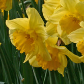 Narcissus Carlton