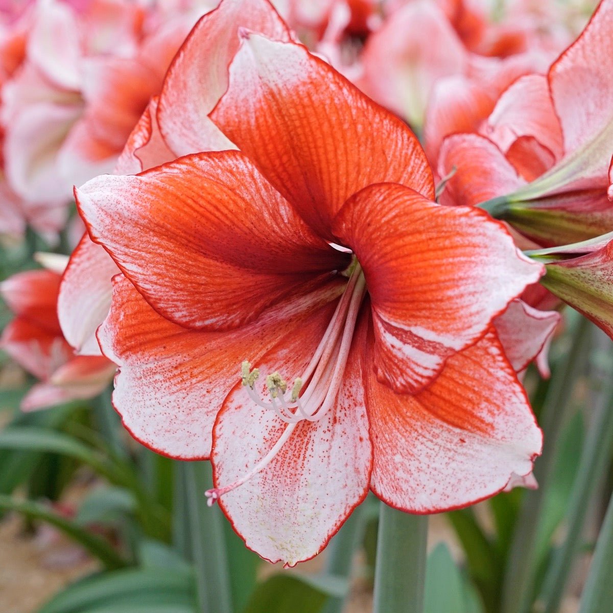 Amaryllis Stardust - meerkleurige amaryllis - Fluwel