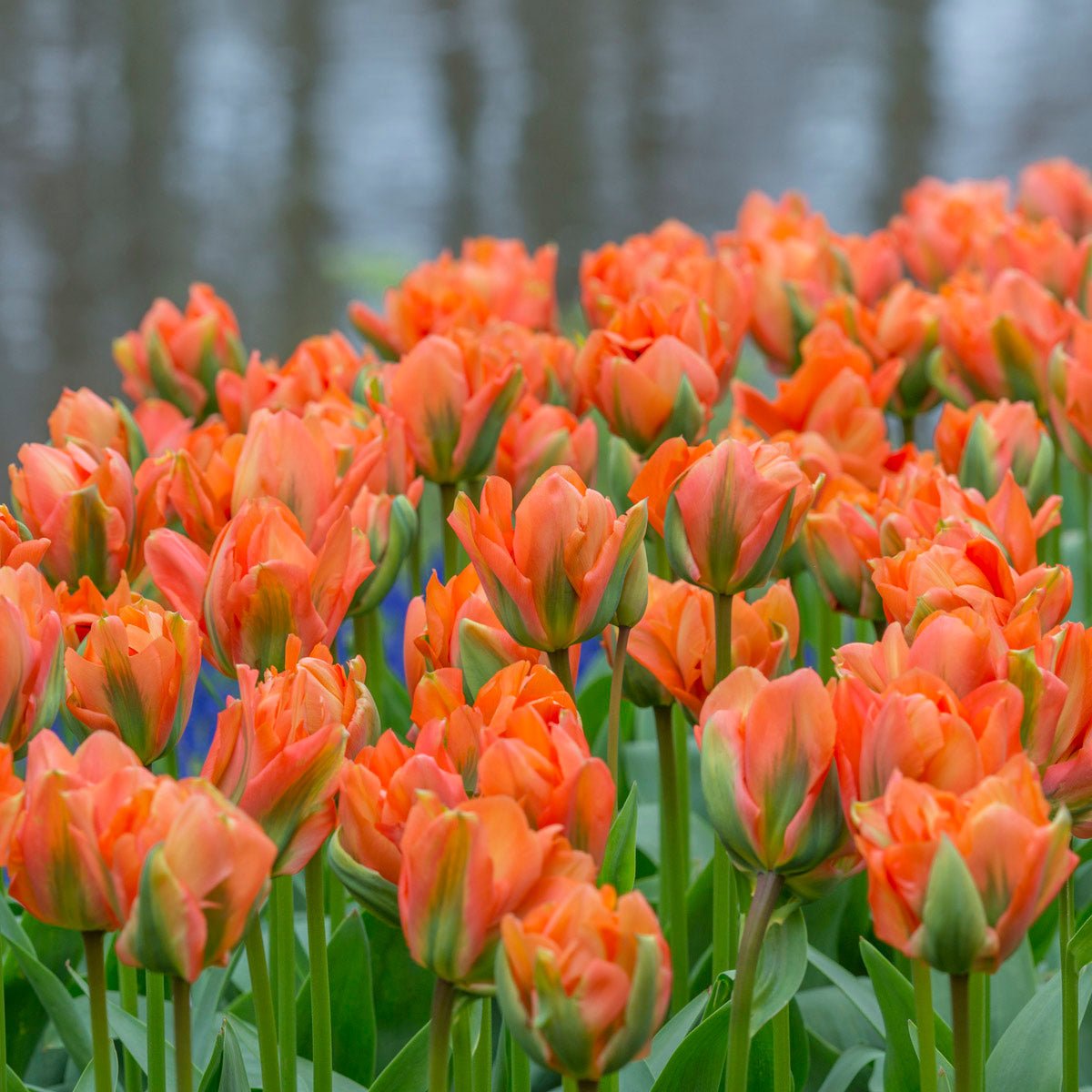 Disneyland Paris - Tulips - Fluwel