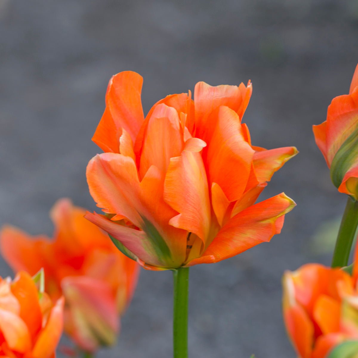 Disneyland Paris - Tulips - Fluwel