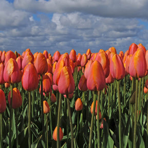 Dordogne - Tulips - Fluwel