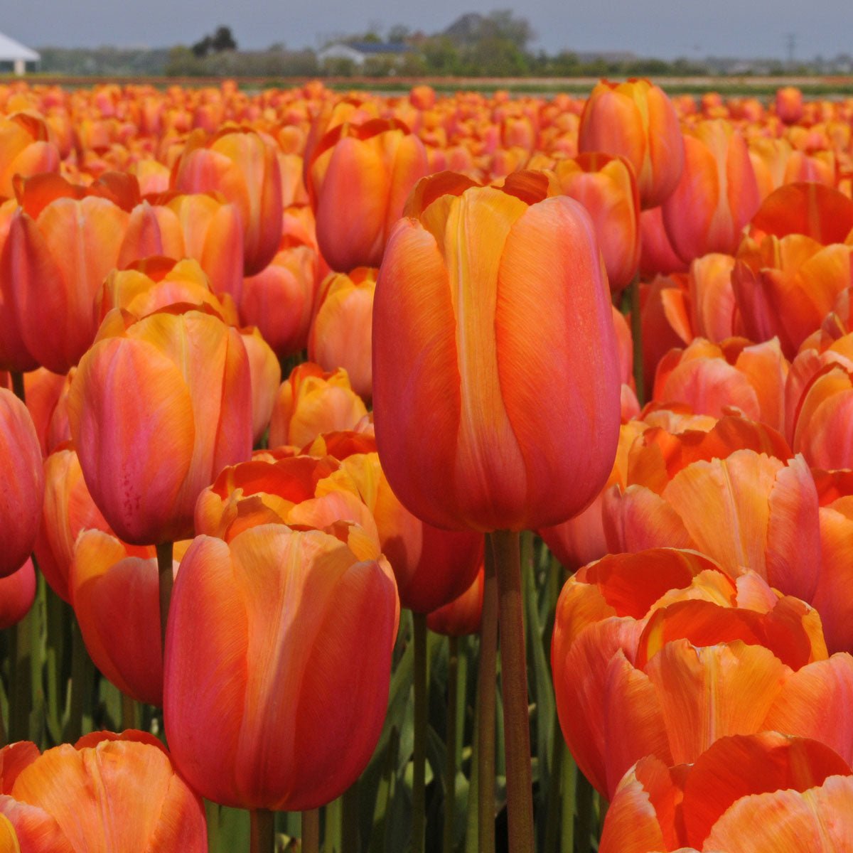Dordogne - Tulips - Fluwel
