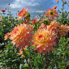 Dahlia Melody Dora