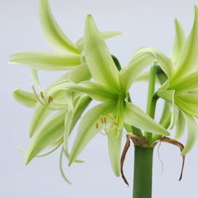 Amaryllis Evergreen