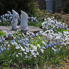 Ipheion uniflorum Alberto Castillo