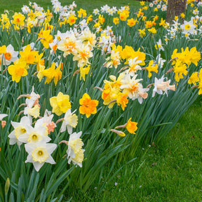 Fluwel Daffodil Mixture