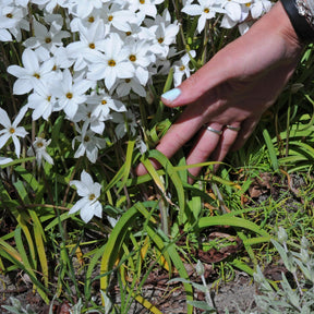 Ipheion uniflorum Alberto Castillo