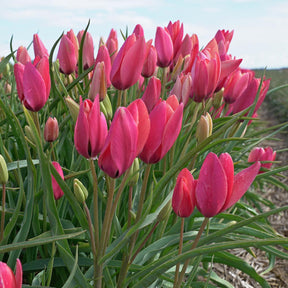 Tulipa Annika