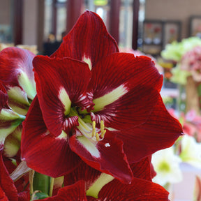 Amaryllis Barbados