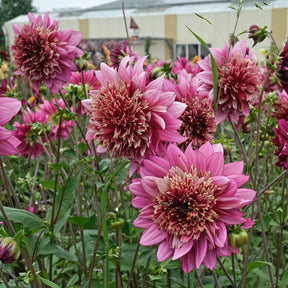 Dahlia Mambo