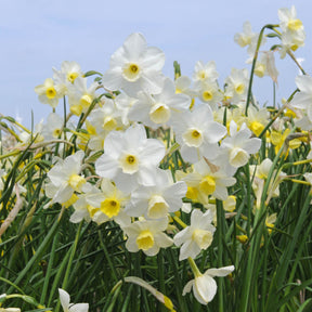 Narcissus Desert Bells
