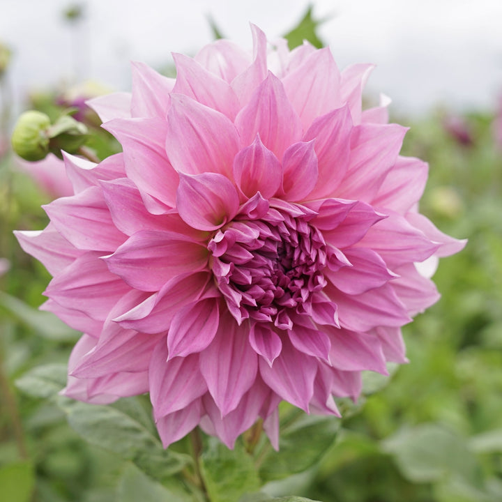 Dahlia Cafe au Lait Rose