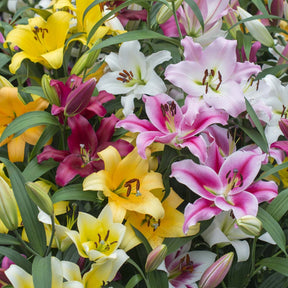 Ovation Large Flowering Lily Mixture