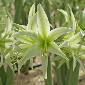 Amaryllis Evergreen