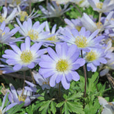 Anemone blanda Blue Splendour