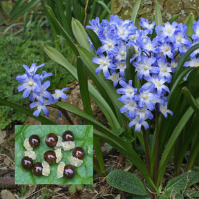 Chionodoxa forbesi (Glory of the Snow)