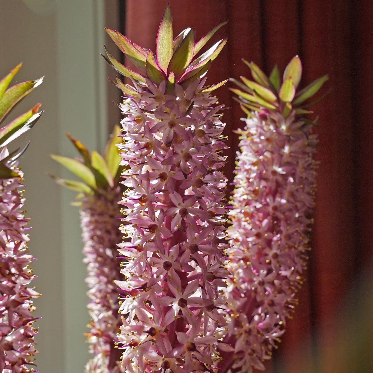 Eucomis Indian Summer - Summer special bulbs - Fluwel