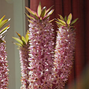 Eucomis Indian Summer - Summer special bulbs - Fluwel
