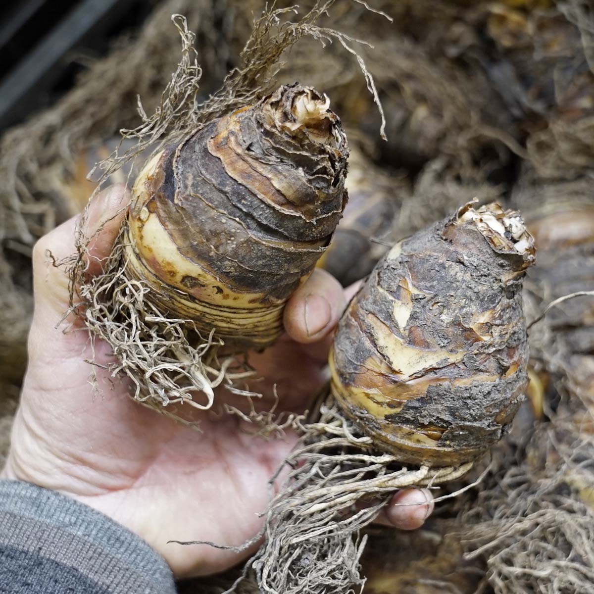 Eucomis Indian Summer - Summer special bulbs - Fluwel