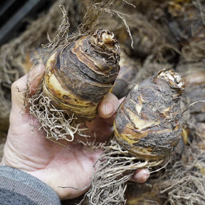 Eucomis Indian Summer - Summer special bulbs - Fluwel