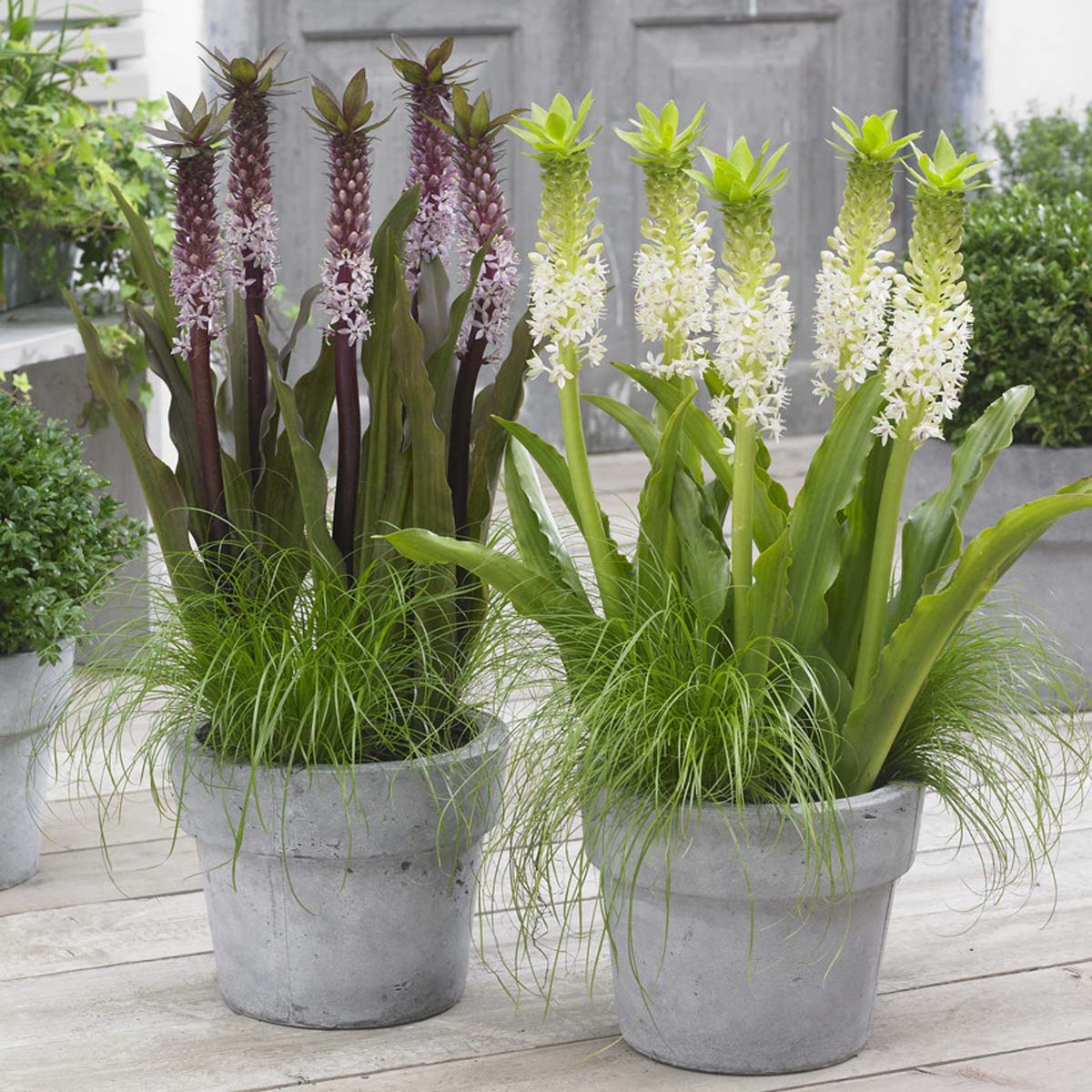 Eucomis Indian Summer - lila eucomis - Fluwel