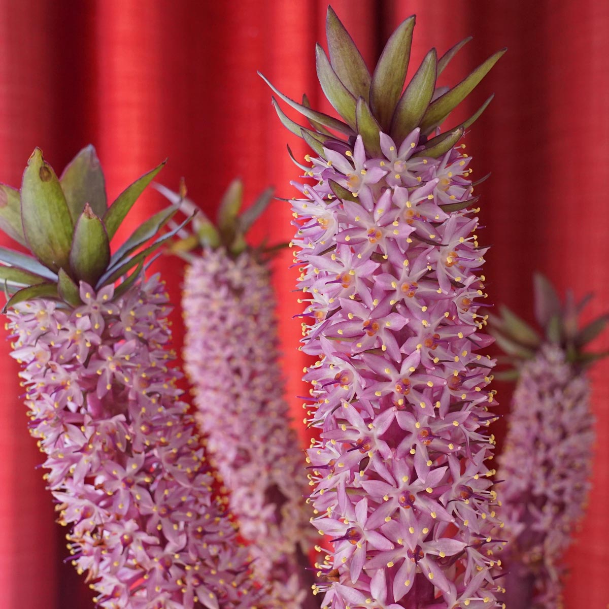 Eucomis Indian Summer - lila eucomis - Fluwel