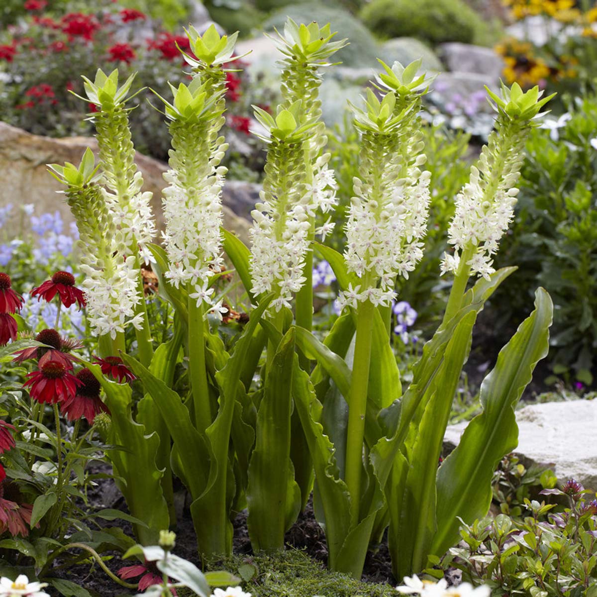 Eucomis Johannesburg - Summer special bulbs - Fluwel