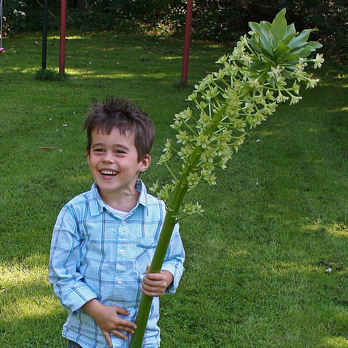 Eucomis pole - evansii - Summer special bulbs - Fluwel