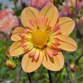Dahlia Kelsey Annie Joy