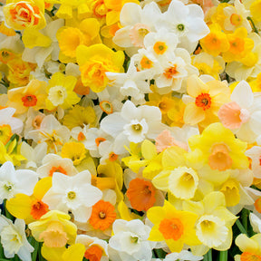 Fluwel Daffodil Mixture