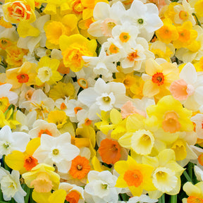 Fluwel Daffodil Mixture