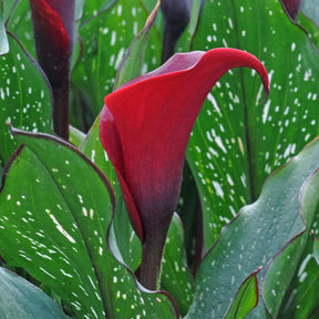 Zantedeschia Red Charm