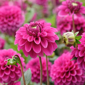 Dahlia Purple Fox