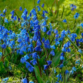 Scilla siberica