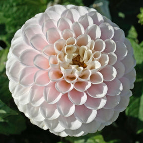 Dahlia Wizard Light