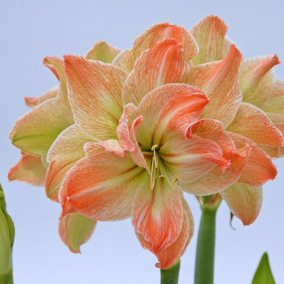 Amaryllis Exotic Nymph - meerkleurige amaryllis - Fluwel