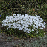 Ipheion uniflorum Alberto Castillo